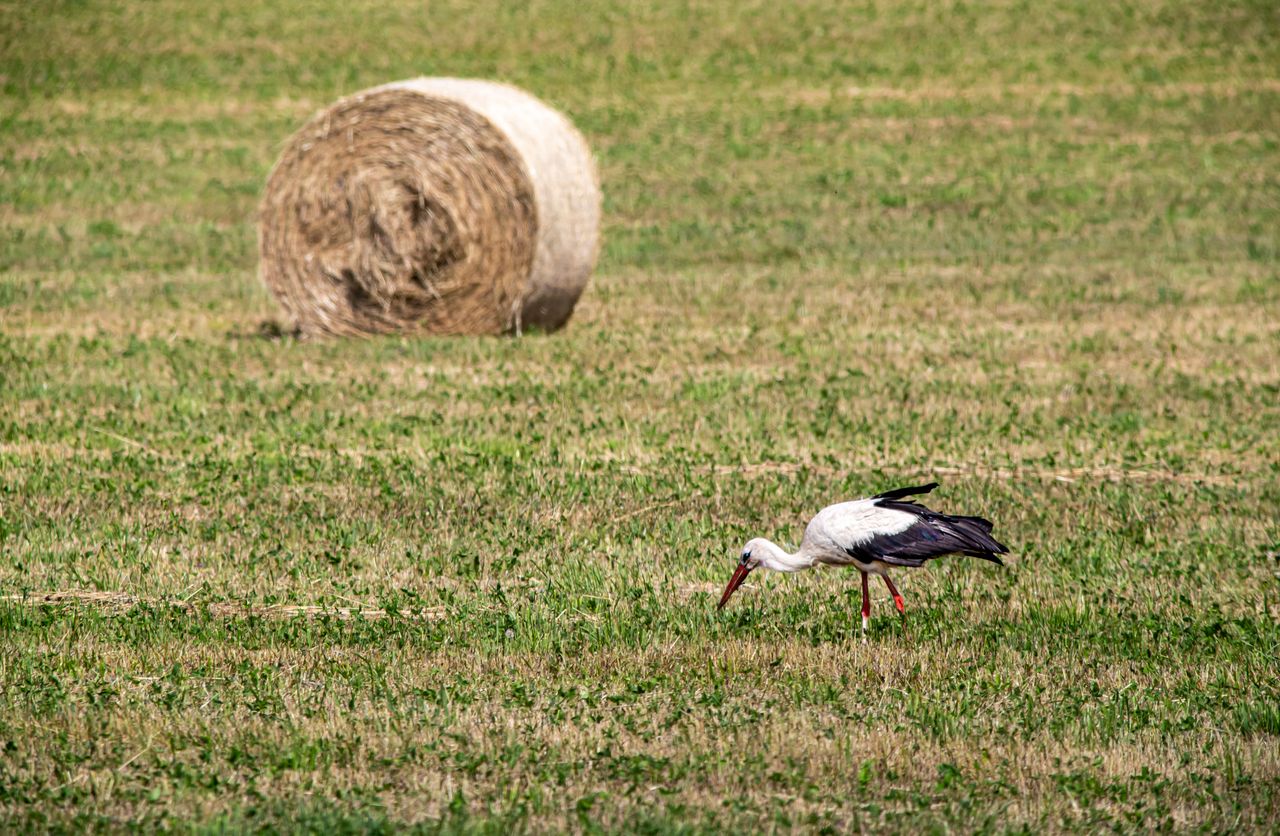 services-04 White stork foraging in a grassy field beside a hay bale in summer.